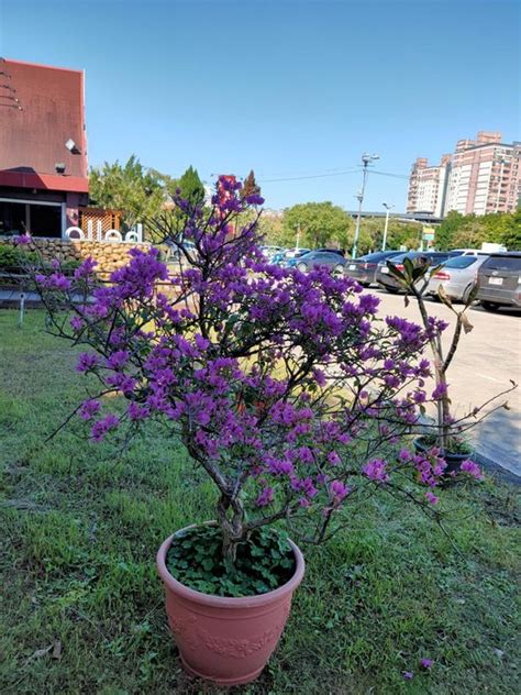 九重葛招財|【九重葛招財】九重葛迎財運！命理師湯鎮瑋揭曉避煞聚財植栽